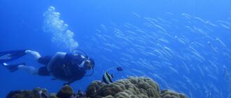 Дайвинг на Пхукете - лучшее предложение от дайвинг-центра PHUKETDIVING.CENTER